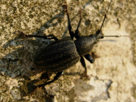 4 Otiorhynchus da determinare